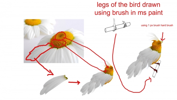 Creation of kakatua: Step 7